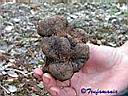 Truffles